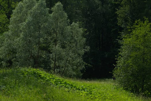 Summer forest background. greenery and foliage in the overgrown forest
