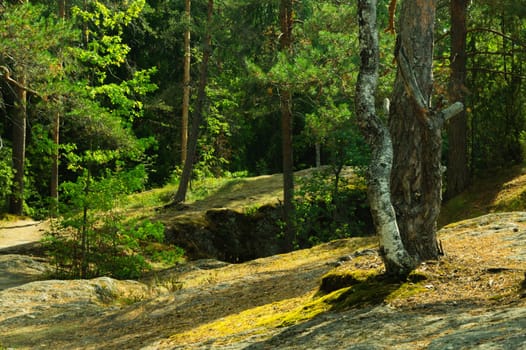 Overgrown forest. trees and plants nature background