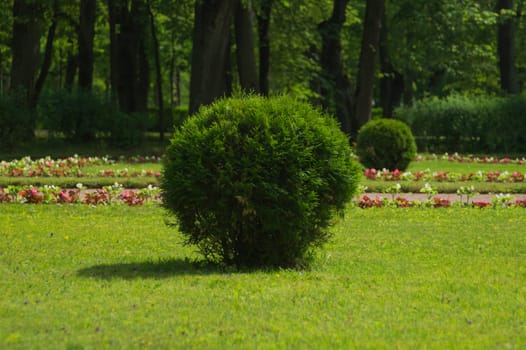 Tree with green foliage cutted in round shape. ball shaped bush in the park