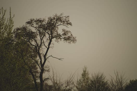Dry trees in gloomy day in the forest nature background