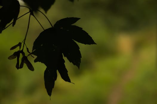 Leaf silhouette close up nature background. green backdrop
