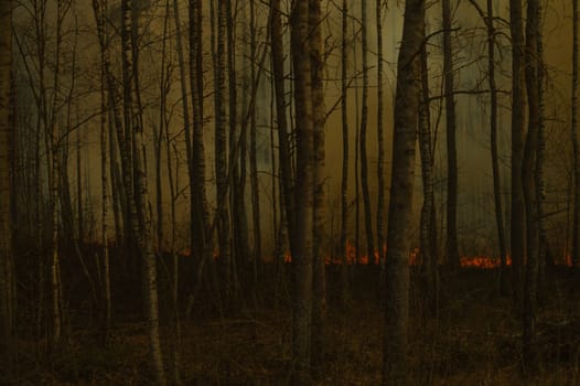 Forest in flames. forest fire with smoke wall. fire light up through the birch trees. nature disaster