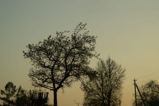 Dried trees in the forest nature background. trees silhouette