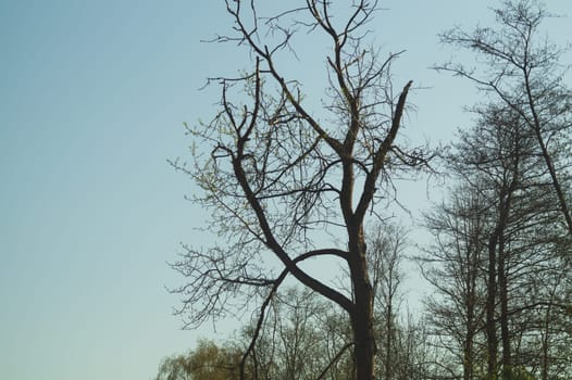 Old dry tree in the forest nature background