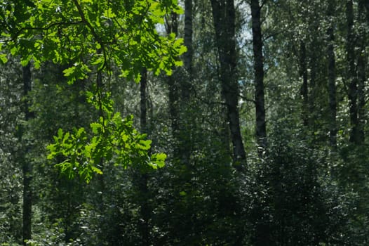 Summer forest background. greenery and foliage in the overgrown forest
