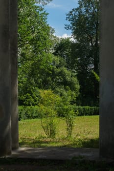 Summer forest background. greenery and foliage in the overgrown forest