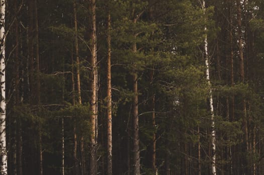 Overgrown forest. trees and plants nature background