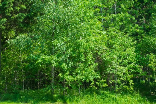 Dense greenery with leaves and bushes. green grass