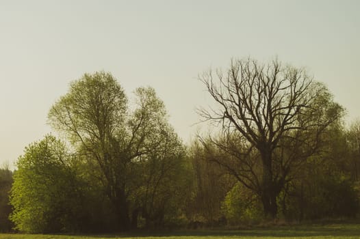 Dried trees in the forest nature background