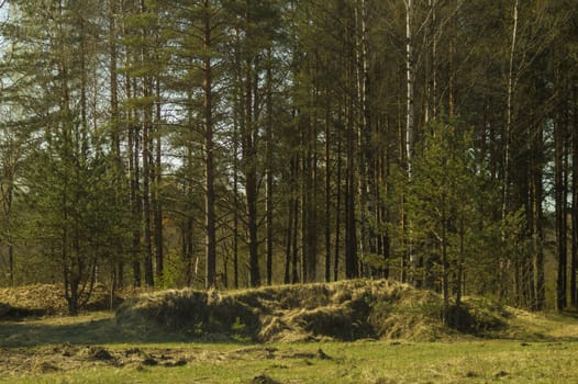 Overgrown forest. trees and plants nature background