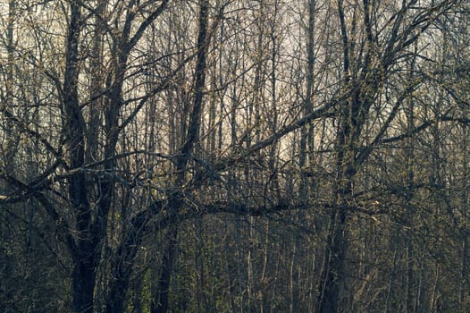 Dry trees in gloomy day. overgrown atmospheric forest