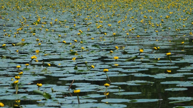 Yellow waterlilies in a pond background. nature backdrop