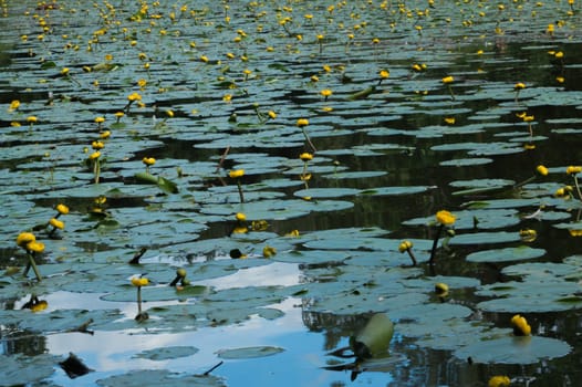 Yellow waterlilies in a pond background. nature backdrop