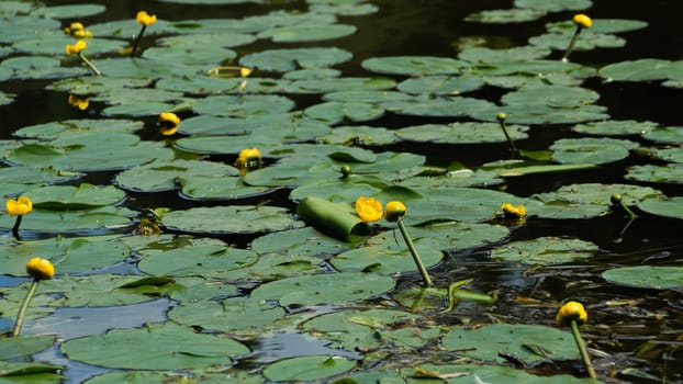 Yellow waterlilies in a pond background. nature backdrop