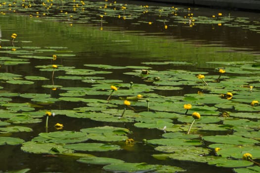 Yellow waterlilies in a pond background. nature backdrop