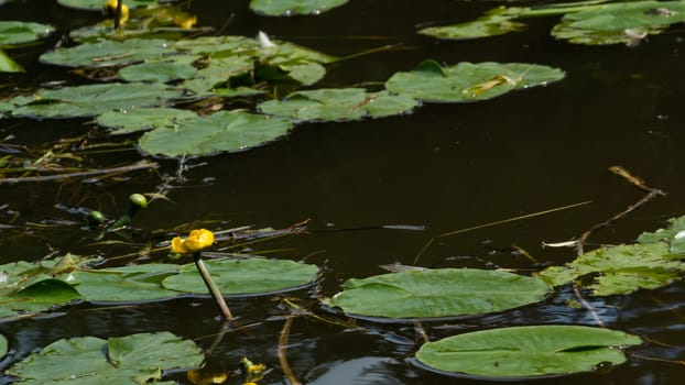 Yellow waterlilies in a pond background. nature backdrop