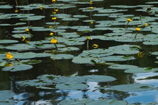 Yellow waterlilies in a pond background. nature backdrop