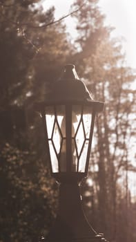 Retro street lamp at sunset. Vintage lantern at evening light background