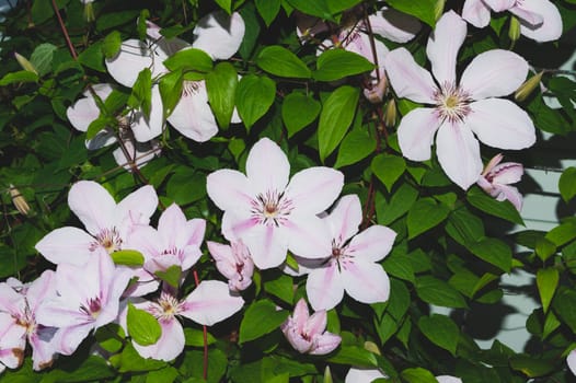 White pink flowers between green leaves in the garden. floral background