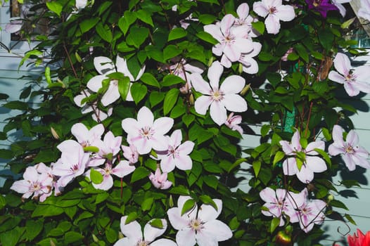 White pink flowers between green leaves in the garden. floral background