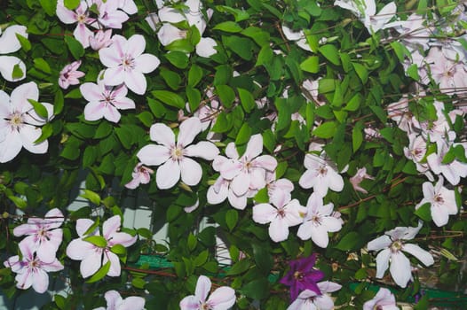 White pink flowers between green leaves in the garden. floral background