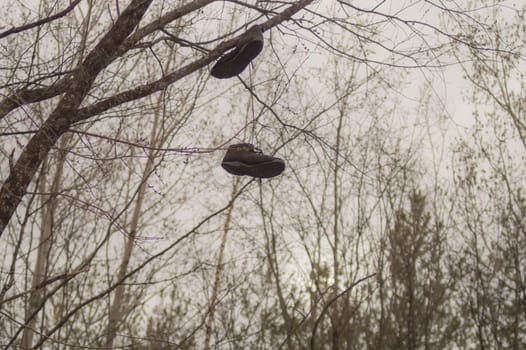 Shoes hanging on tree branches. worn boots hang on the shoelaces