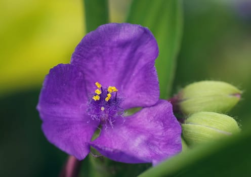 purple orchid macro