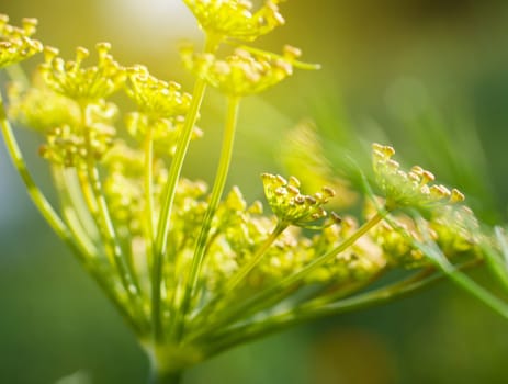 green dill with yellow flower macro