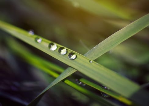 Three drops of dew on the grass