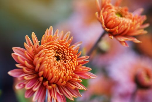 beautiful pink flowers bloom in spring