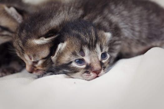 Newborn gray striped kittens