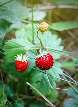 Closeup of fresh red strawberries growing on the vine