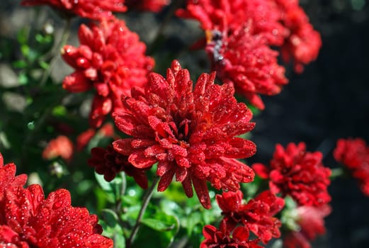 beautiful red flower with dew drops close-up