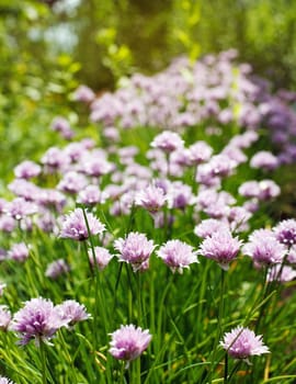 lilac flower bloom group in the garden with grass