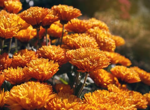 bush yellow marigold with drops of dew, close-up