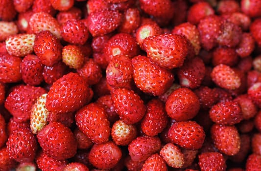 ripe wild strawberries closeup