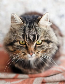 serious brown cat with yellow eyes