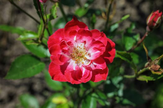 beautiful pink rose in a natural flower garden