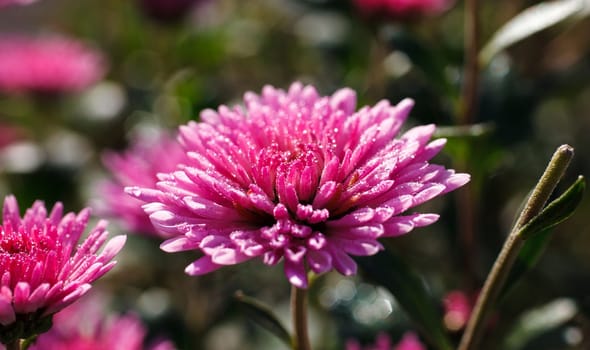pink chrysanthemums in spring with drops of dew, macro