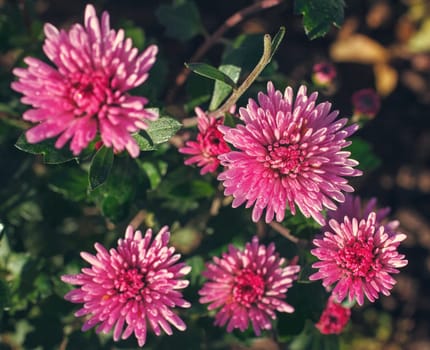 pink chrysanthemums in spring with drops of dew, macro