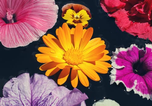 beautiful colorful flowers floating on water