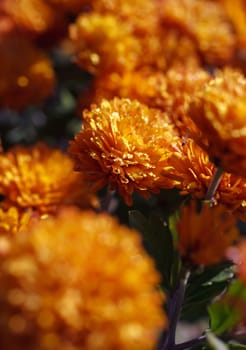bush yellow marigold with drops of dew, close-up