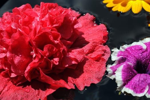 Beautiful red carnation with dew drops, macro