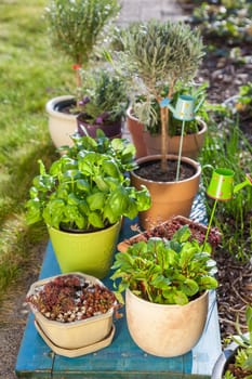 Outdoor flower pots for small garden, patio or terrace