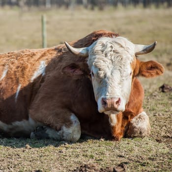 Portrait of cow, lying on the grass