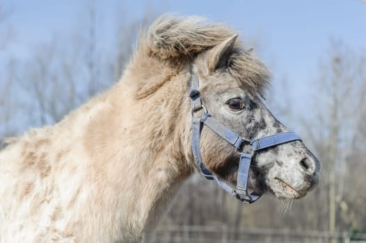 Closeup portrait of a beautiful horse pony