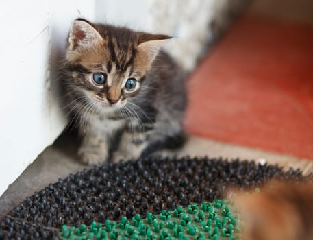 funny gray-brown kitten playing