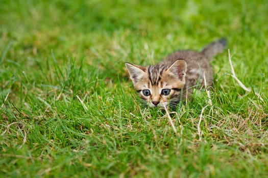 Little striped kitten hiding in the grass