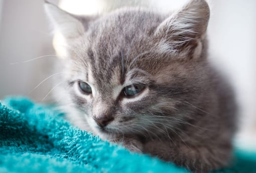 lovely gray pussy is interesting