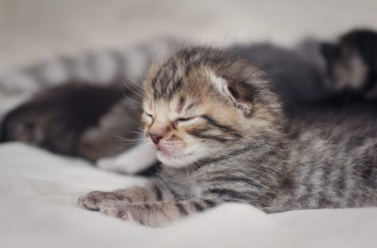 Very small children gray-brown kittens